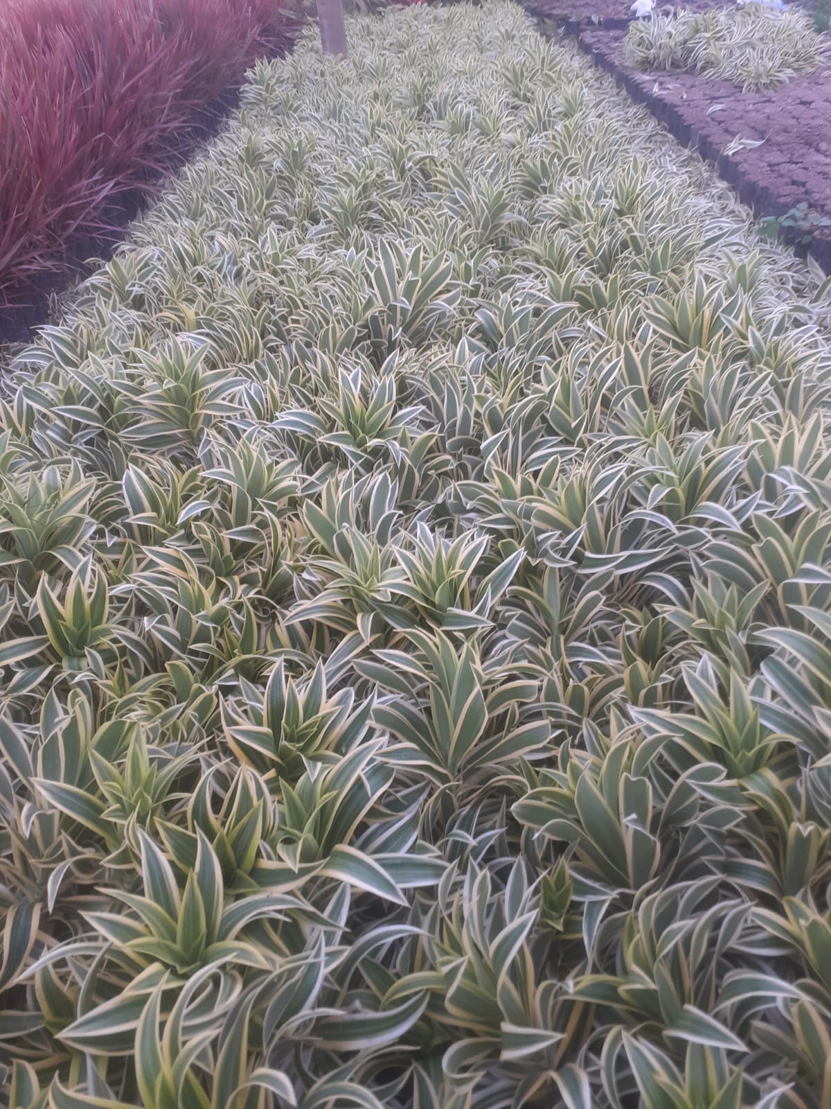 Dracena Pleomele Variegata