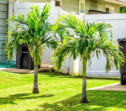 Palmeira Veitia