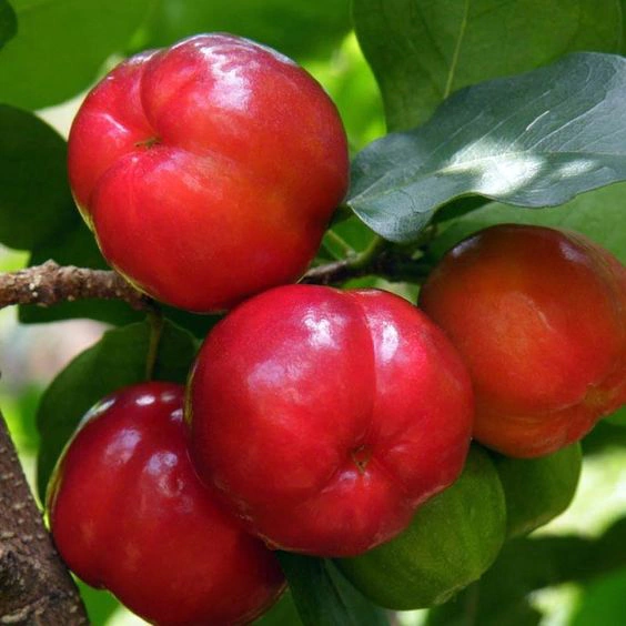 Acerola Vermelha