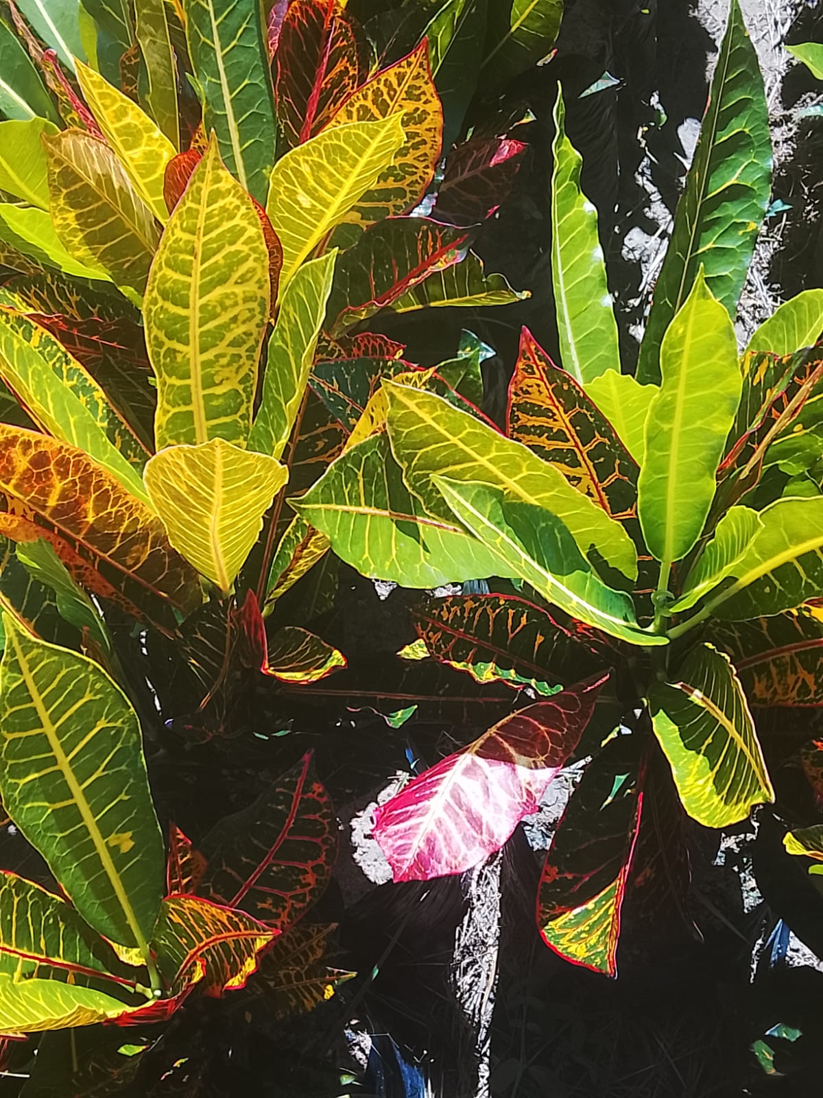 Croton Petra