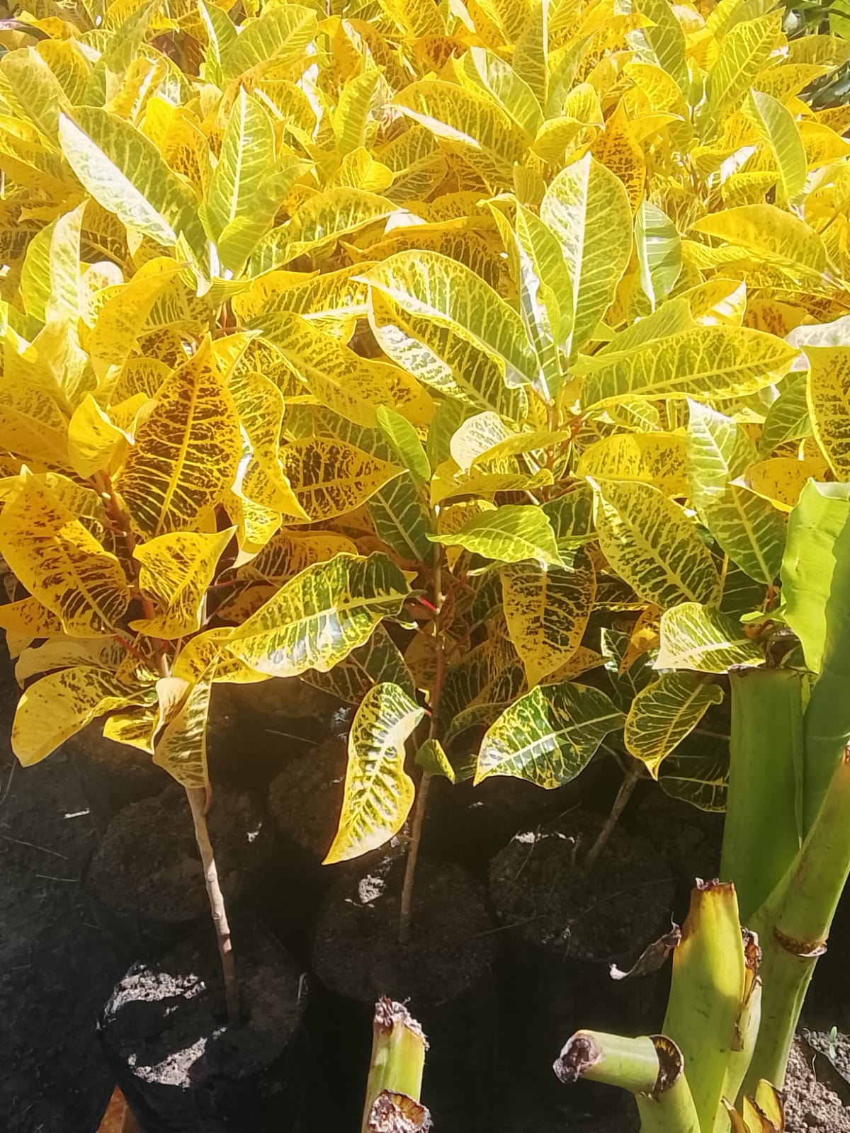 Croton Petra Amarelo