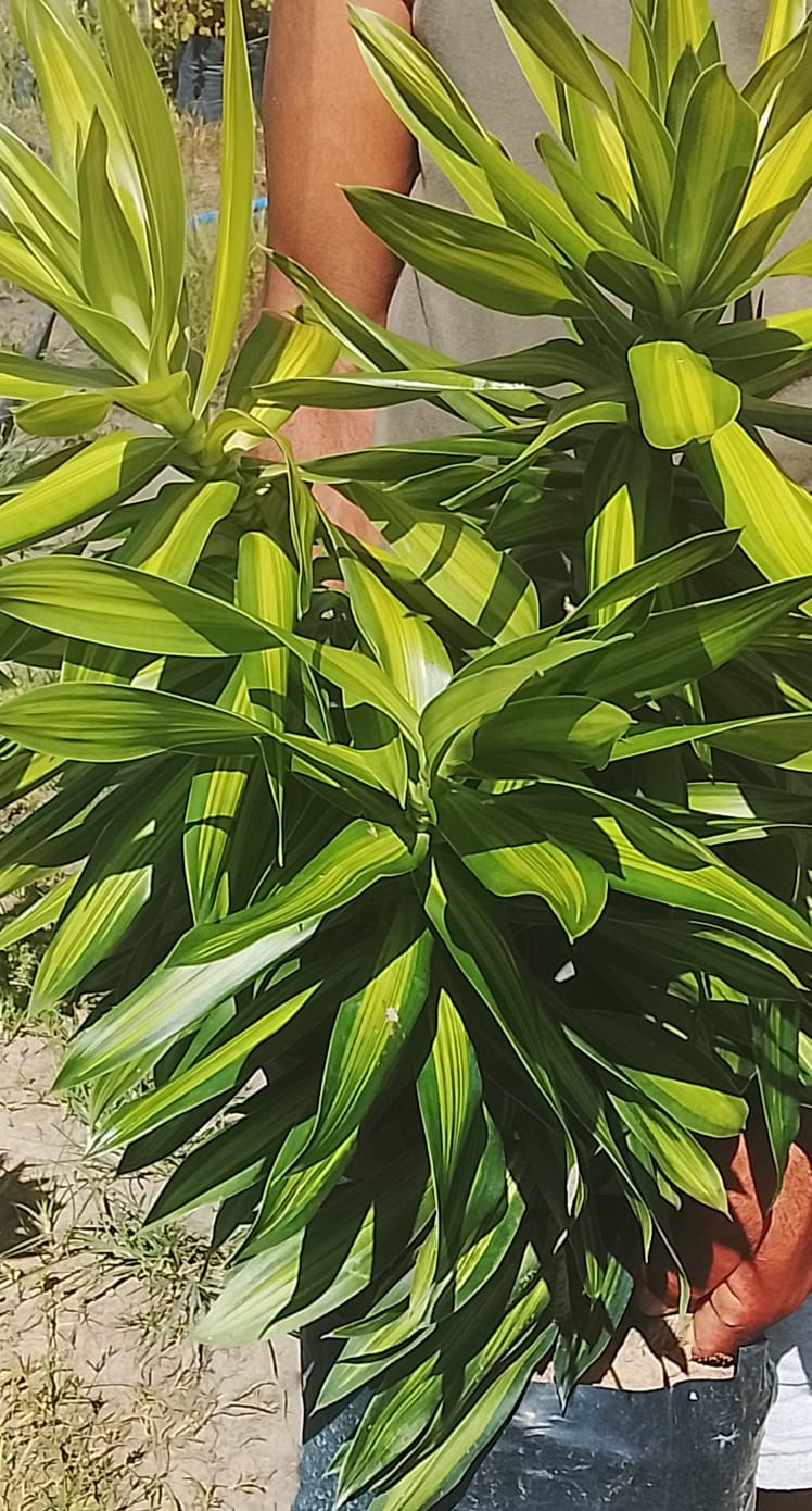 Dracaena Reflexa