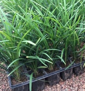 Liriope Verde